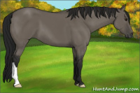 Horse Color:Gray Grullo 