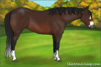 Horse Color:Gray Bay Splash Frame 