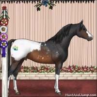 Horse Color:Brown Appaloosa 