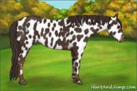 Horse Color:Liver Chestnut Near Leopard 