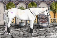 Horse Color:Nacre White Spotted Gold Cream Champagne