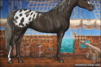 Horse Color:Gray Chocolate Palomino Appaloosa 
