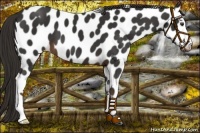 Horse Color:Liver Chestnut Appaloosa 