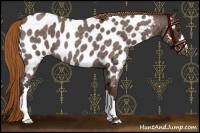 Horse Color:Liver Red Roan Near Leopard 