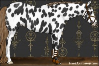 Horse Color:Liver Chestnut Appaloosa