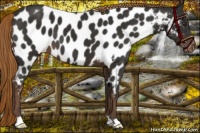 Horse Color:Liver Chestnut Appaloosa 