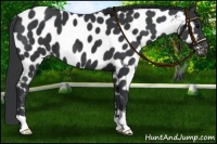 Horse Color:Black Near Leopard 