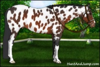 Horse Color:Brown Appaloosa