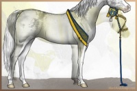 Horse Color:White Spotted Silver Grullo Chinchilla Ice Tobiano 