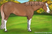 Horse Color:Chestnut Splash 