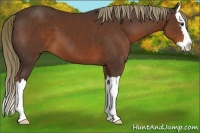 Horse Color:Liver Chestnut Sabino Splash