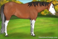 Horse Color:Bay Splash 