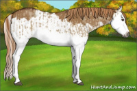 Horse Color:Gray Red Dun Splash and Gray Red Dun Splash
