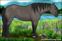 Horse Color:Gray Grullo 