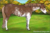 Horse Color:Gray Chestnut Sabino