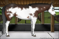 Horse Color:Gray Bay Splash Frame 