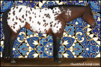 Horse Color:Gray Bay Appaloosa 