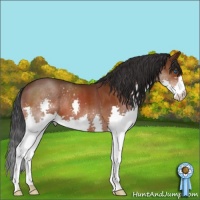 Horse Color:Brown Splash 