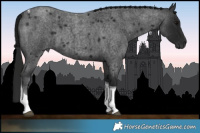 Horse Color:Gray Blue Roan Tobiano