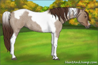 Horse Color:Gray Red Dun Roan Splash Tobiano Frame Rabicano 
