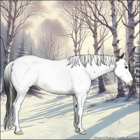 Horse Color:Bay Splash Tobiano Rabicano