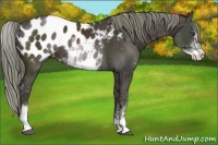 Horse Color:Liver Chestnut Sabino Appaloosa Rabicano