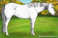Horse Color:White Spotted Black 