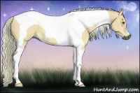 Horse Color:Gray Palomino Dun Tobiano 