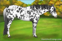 Horse Color:White Spotted Black Appaloosa 