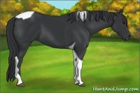 Horse Color:Black Tobiano 