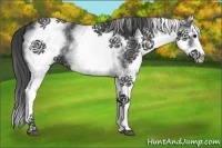 Horse Color:White Spotted Black Splash 