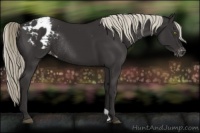 Horse Color:Liver Chestnut Mushroom Varnish Rabicano 