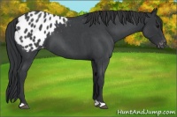 Horse Color:Blue Roan Appaloosa 