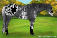 Horse Color:White Spotted Black Splash Appaloosa