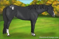 Horse Color:Black Sabino Appaloosa 