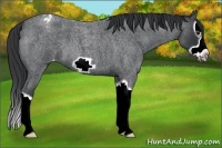 Horse Color:Blue Roan Splash Frame Appaloosa 