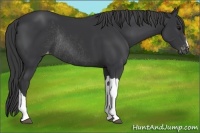 Horse Color:Black Appaloosa Rabicano