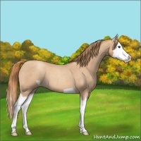 Horse Color:Gold Champagne Roan Splash 