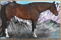 Horse Color:Brown Appaloosa