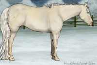 Horse Color:Cremello Dun 