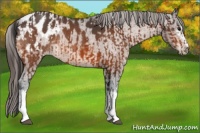 Horse Color:White Spotted Bay Appaloosa  and White Spotted Bay Appaloosa 