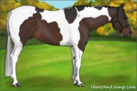 Horse Color:Brown Tobiano 
