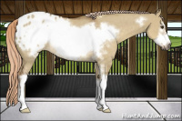 Horse Color:Gray Palomino Dun Sabino Frame Appaloosa Rabicano 