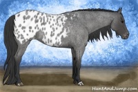 Horse Color:Blue Roan Near Leopard 