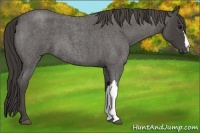 Horse Color:Smoky Blue Roan 