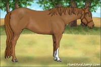 Horse Color:Chestnut 
