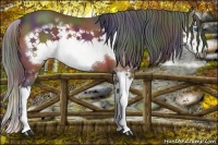 Horse Color:Nacre Bay Splash Frame 