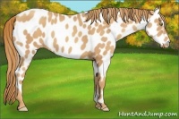 Horse Color:Gold Champagne Appaloosa 