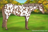 Horse Color:Chestnut Near Leopard 