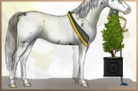 Horse Color:Liver Chestnut Sabino 